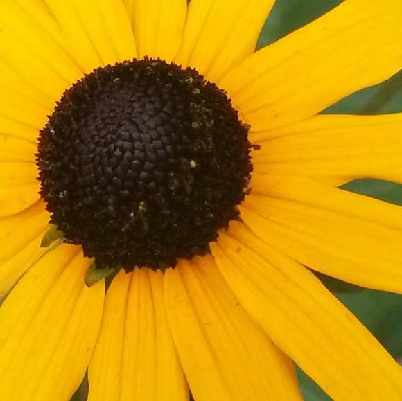 Meet your Posher, Bigpuffdaddy - Picture 1 of 1